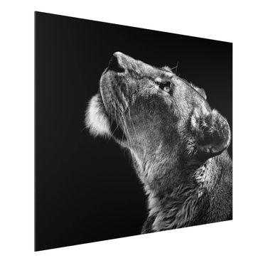 Aluminium Dibond schilderijen Portrait Of A Lioness