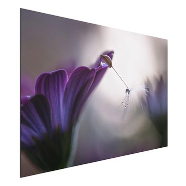 Aluminium Dibond schilderijen Purple Rain