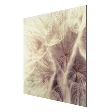 Aluminium Dibond schilderijen Detailed Dandelion Macro Shot With Vintage Blur Effect