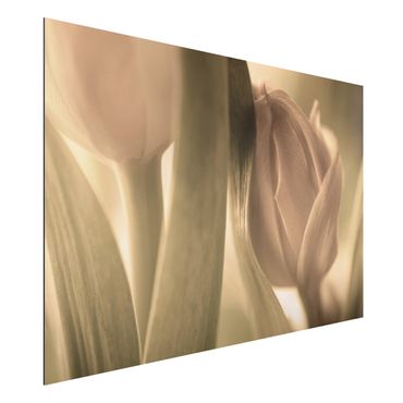 Aluminium Dibond schilderijen Delicate Tulip