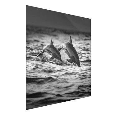 Aluminium Dibond schilderijen Two Jumping Dolphins