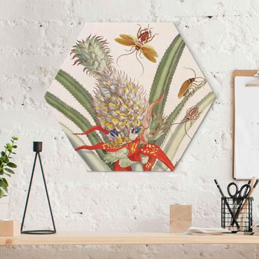 Hexagons Aluminium Dibond schilderijen - Anna Maria Sibylla Merian - Pineapple With Insects
