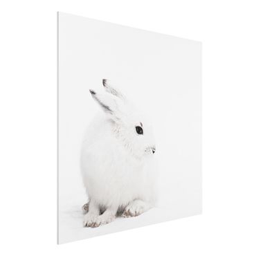 Forex schilderijen Arctic Hare