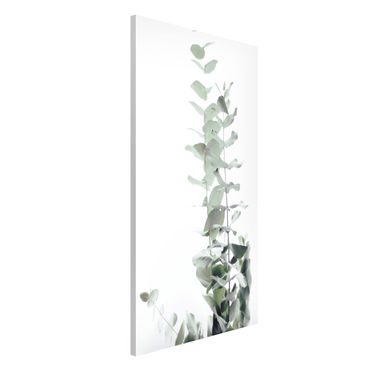 Magneetborden Eucalyptus In White Light