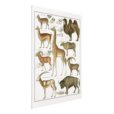 Forex schilderijen Vintage Board Giraffe, Camel And IIama