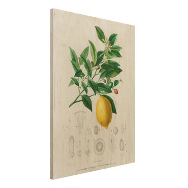 Houten schilderijen Botany Vintage Illustration Of Lemon