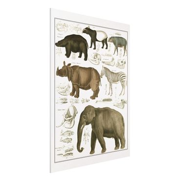 Forex schilderijen Vintage Board Elephant, Zebra And Rhino