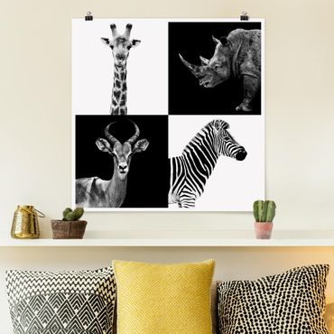 Posters Safari Quartet