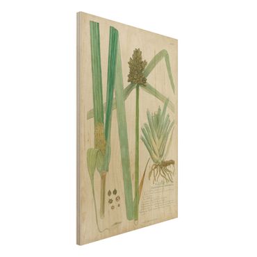 Houten schilderijen Vintage Botany Drawing Grasses III