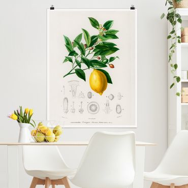 Posters Botany Vintage Illustration Of Lemon
