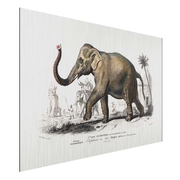 Aluminium Dibond schilderijen Vintage Board Elephant