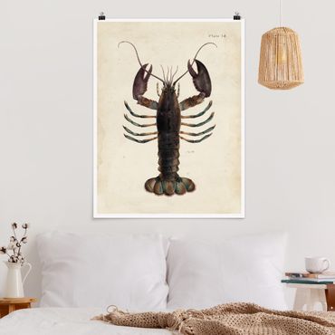 Posters Vintage Illustration Lobster