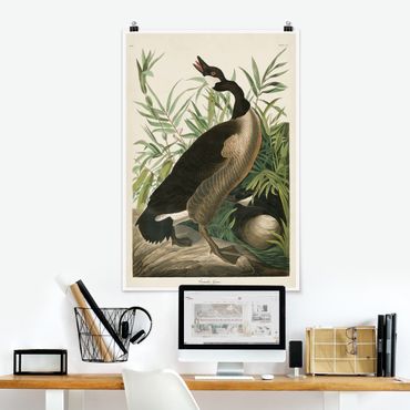 Posters Vintage Board Canada Goose