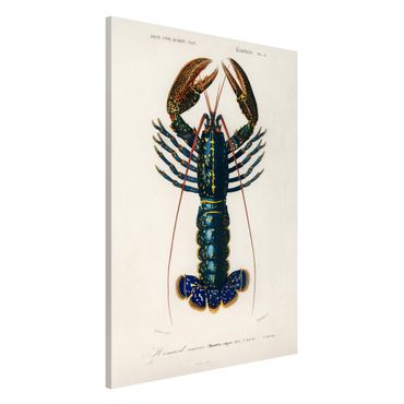 Magneetborden Vintage Board Blue Lobster