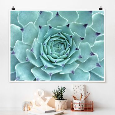Posters Cactus Agave