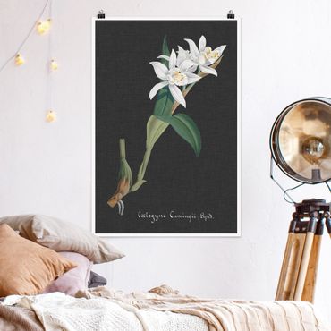 Posters White Orchid On Linen II