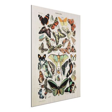 Aluminium Dibond schilderijen Vintage Board Butterflies And Moths