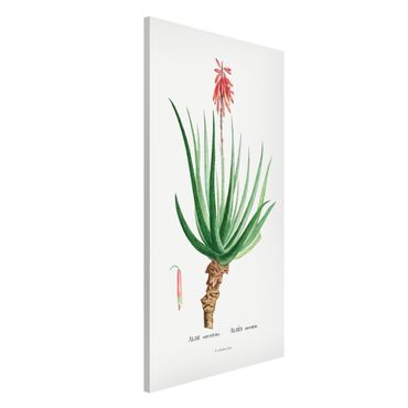 Magneetborden Botany Vintage Illustration Aloe Pink Blossom