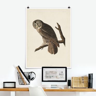 Posters Vintage Board Great Owl