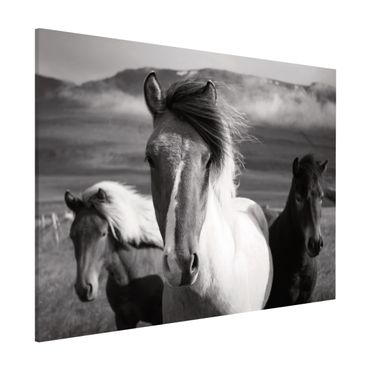 Magneetborden Wild Horses Black And White