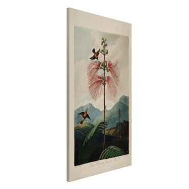 Magneetborden Botany Vintage Illustration Flower And Hummingbird