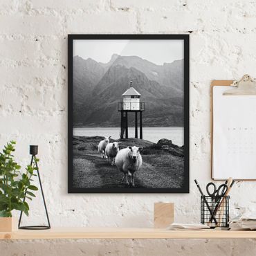 Ingelijste posters Three Sheep On the Lofoten