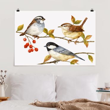 Posters Birds And Berries - Tits