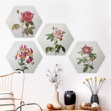 Hexagons Aluminium Dibond schilderijen - 4-delig Pierre Joseph Redoute - Roses And Lilies