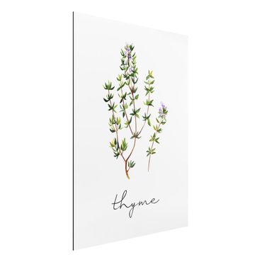Aluminium Dibond schilderijen Herbs Illustration Thyme