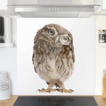 Spatscherm keuken Curious Owl