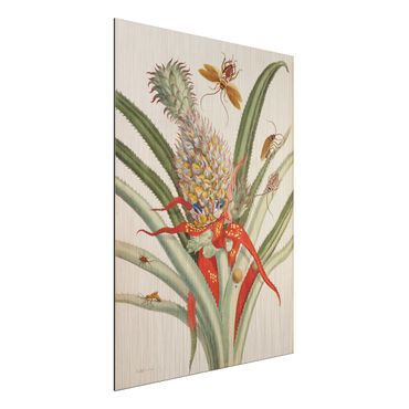 Aluminium Dibond schilderijen Anna Maria Sibylla Merian - Pineapple With Insects