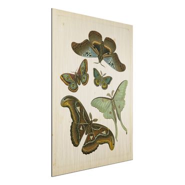 Aluminium Dibond schilderijen Vintage Illustration Exotic Butterflies II