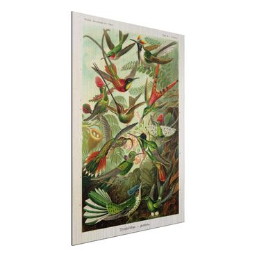 Aluminium Dibond schilderijen Vintage Board Hummingbirds