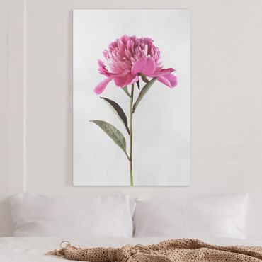Canvas schilderijen Blooming Peony Pink On White