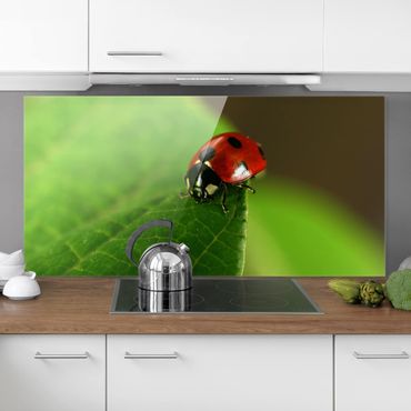 Spatscherm keuken Ladybird