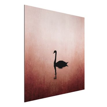 Aluminium Dibond schilderijen Swan In Sunset