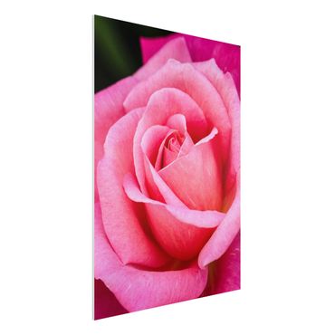 Forex schilderijen Pink Rose Flowers Green Backdrop