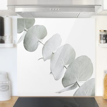 Spatscherm keuken Eucalyptus Branch In White Light