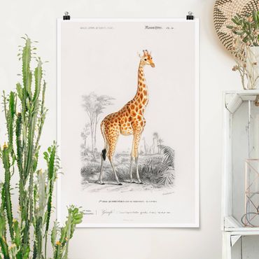 Posters Vintage Board Giraffe
