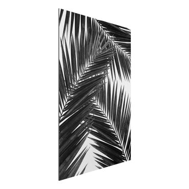Aluminium Dibond schilderijen View Through Palm Leaves Black And White
