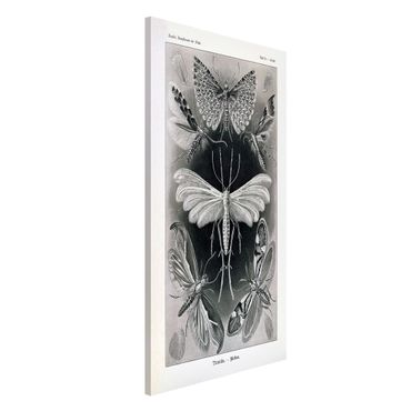 Magneetborden Vintage Board Moths And Butterflies