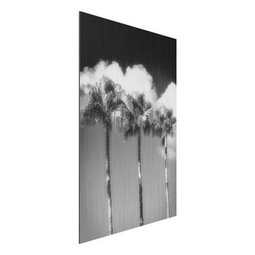 Aluminium Dibond schilderijen Palm Trees Against The Sky Black And White