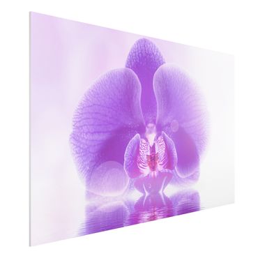Forex schilderijen Purple Orchid On Water