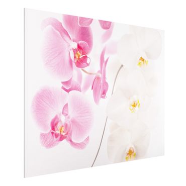 Forex schilderijen Delicate Orchids