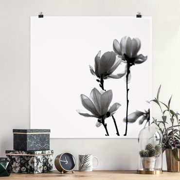 Posters Herald Of Spring Magnolia Black And White