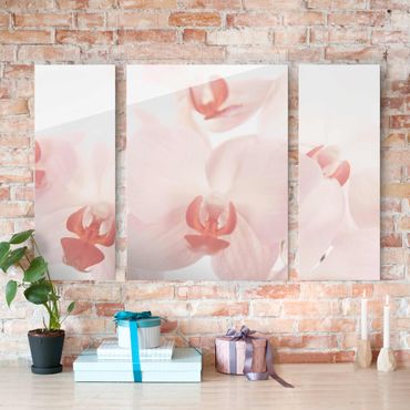 Glasschilderijen - 3-delig Bright Orchid Flower Wallpaper - Svelte Orchids