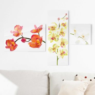 Glasschilderijen - 3-delig Orchids Collage