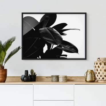 Ingelijste posters Rubber Tree Black And White