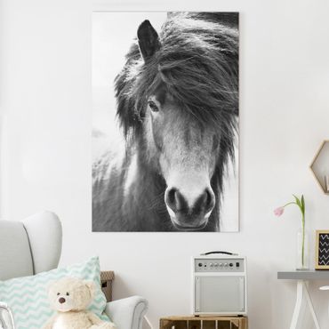 Canvas schilderijen Icelandic Horse In Black And White