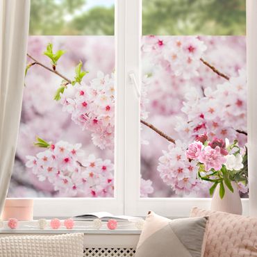 Raamfolie - Japanese Cherry Blossoms